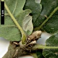 SpeciesSub: 'Macon' (Q.frainetto × Q.macranthera)